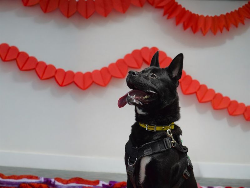 undefined | Akita | undefined - 8