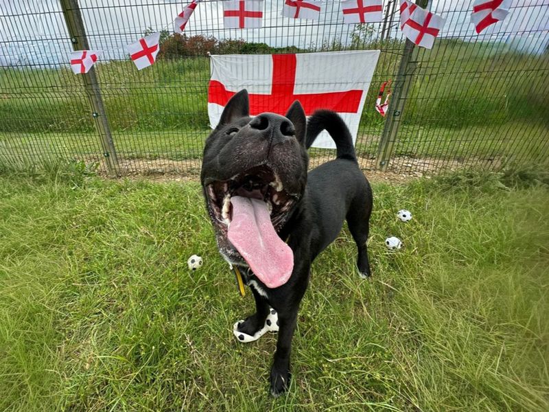 Malcolm | Akita | Basildon (Essex) - 3