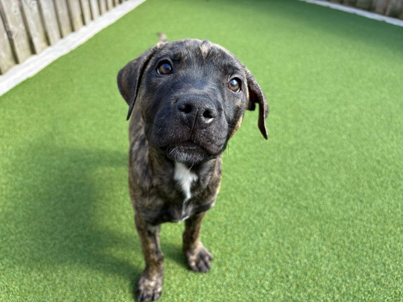 Nova, a 6 months old female Crossbreed available for adoption from Dogs Trust in Splott, Wales