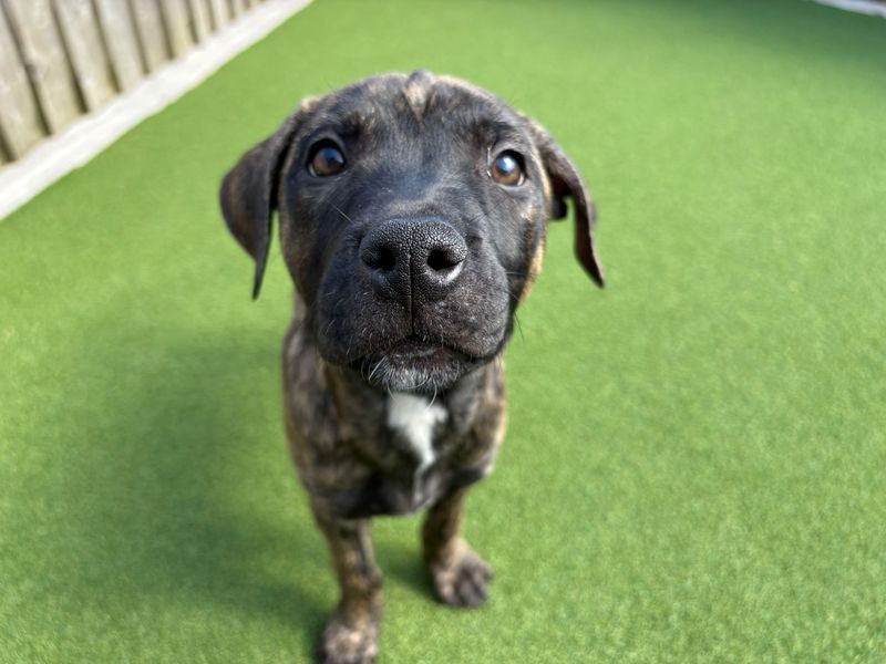 Mastiff for adoption in Cardiff – 7 months old - Image 2 of 7