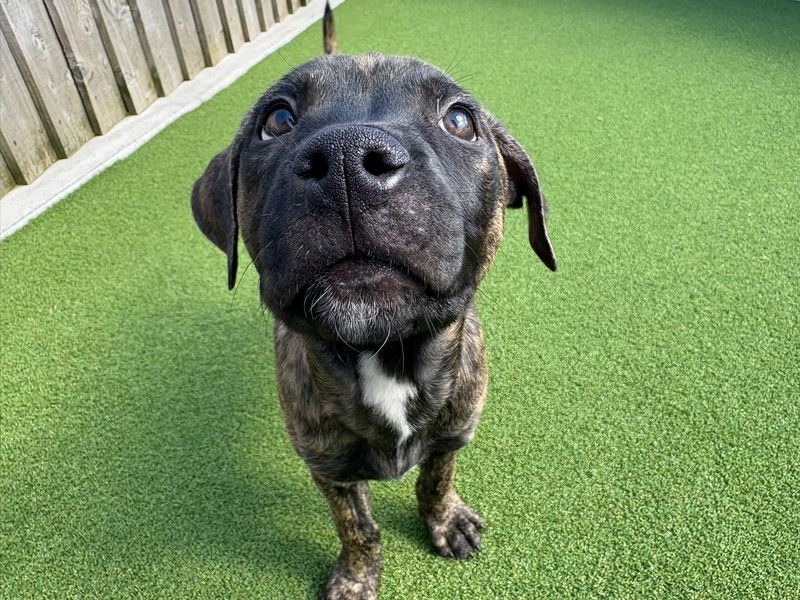 Mastiff for adoption in Cardiff – 7 months old - Image 5 of 7