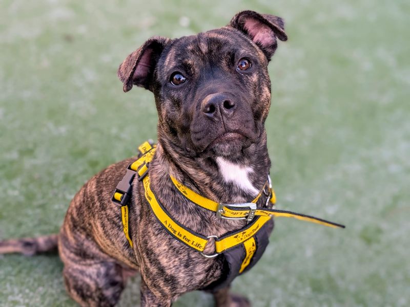 Mastiff for adoption in Cardiff – 7 months old - Image 6 of 7