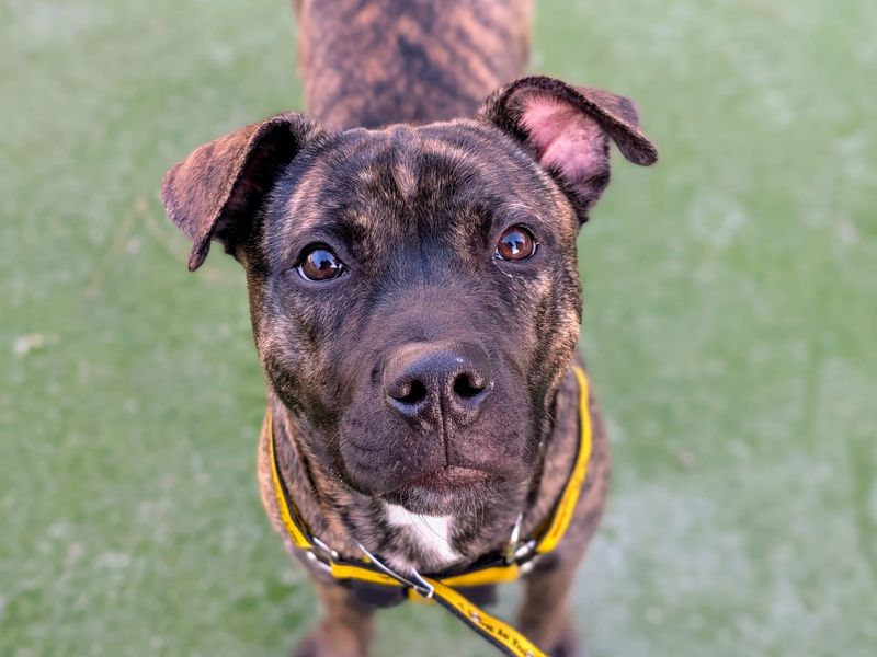 Mastiff for adoption in Cardiff – 7 months old - Image 3 of 7