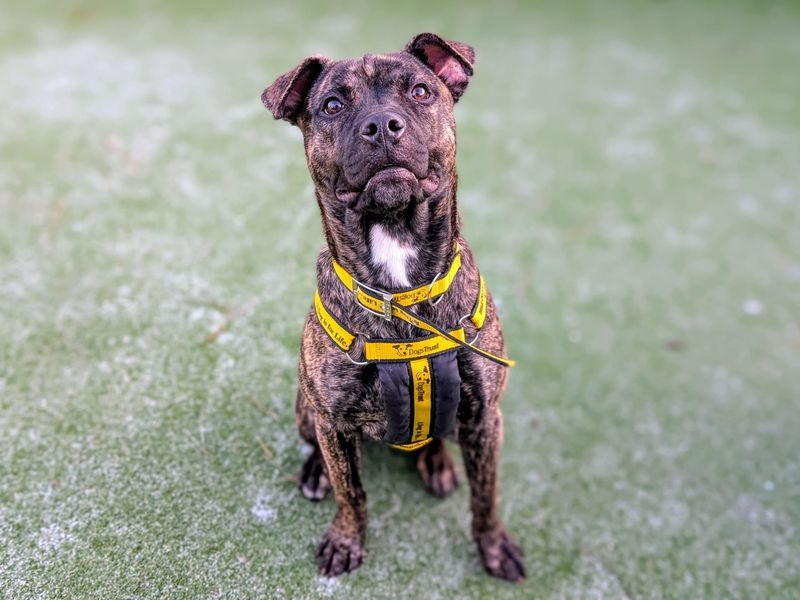 Mastiff for adoption in Cardiff – 7 months old - Image 7 of 7