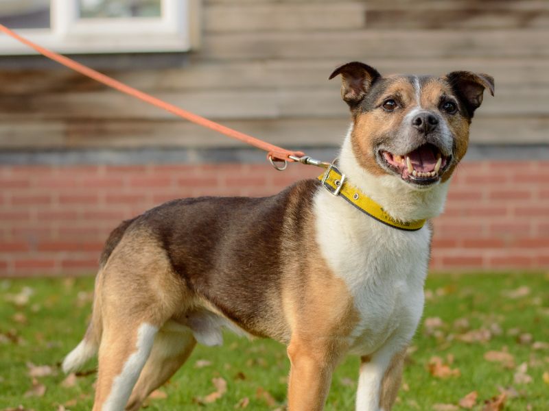 Beagle for adoption in Kenilworth, Warwickshire – 10 years old - Image 4 of 4