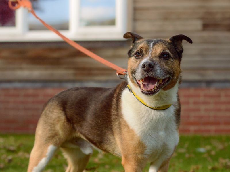 Eros | Beagle Cross | Kenilworth (West Midlands) - 1