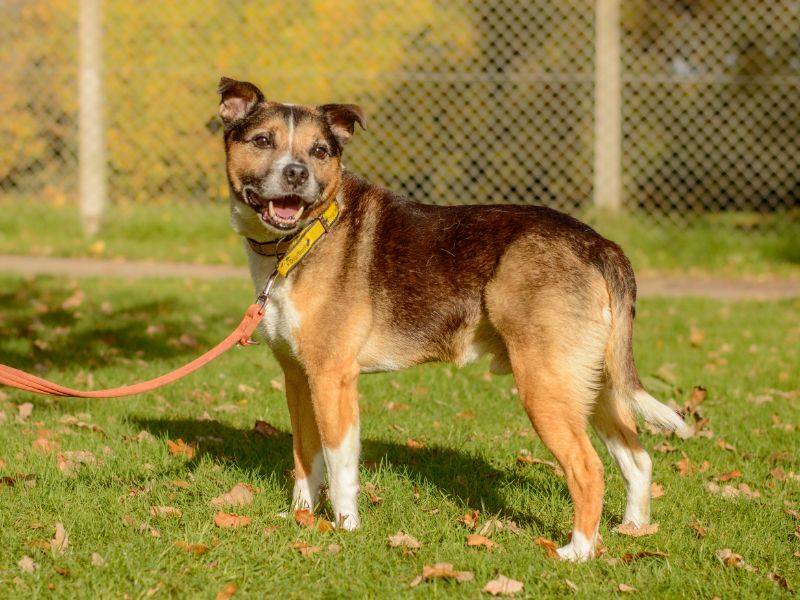 Beagle for adoption in Kenilworth, Warwickshire – 10 years old - Image 2 of 4