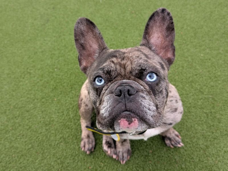 French Bulldog for adoption in Evesham, Worcestershire – 2 years old - Image 3 of 3