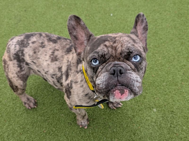 French Bulldog for adoption in Evesham, Worcestershire – 2 years old - Image 2 of 3