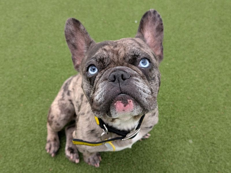 French Bulldog for adoption in Evesham, Worcestershire – 2 years old