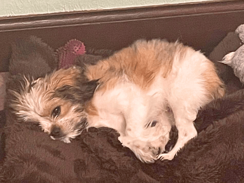 Shih Tzu for adoption in , – 5 months old