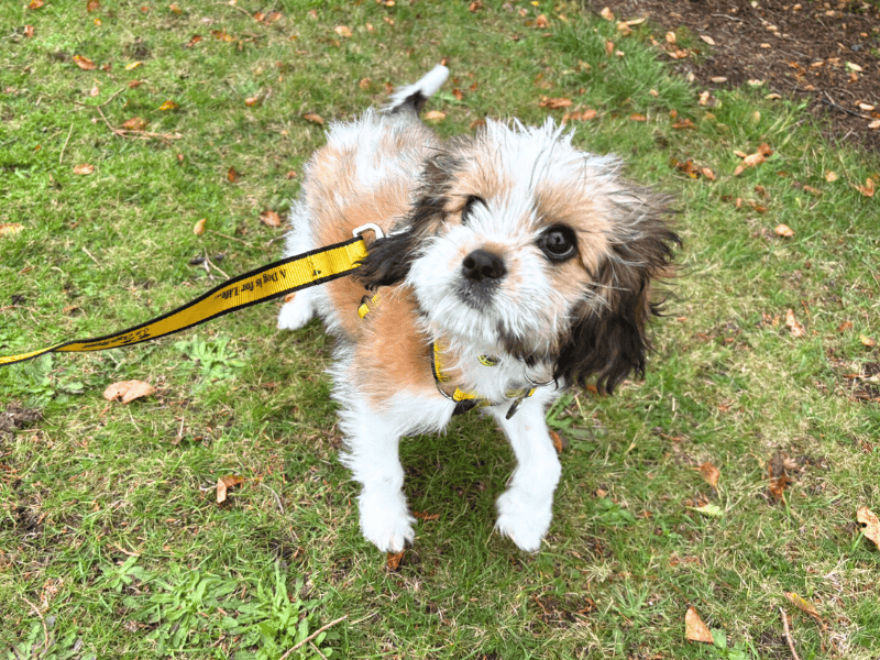 Shih Tzu for adoption in , – 5 months old - Image 3 of 5