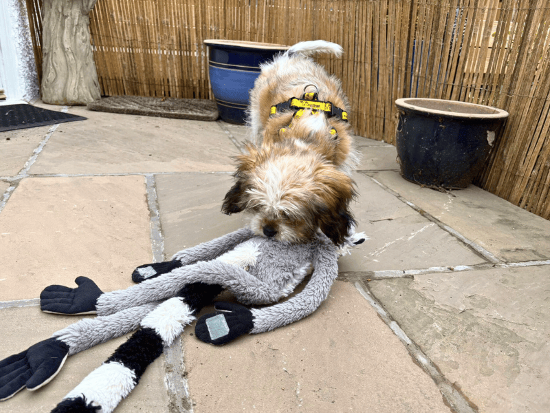 Shih Tzu for adoption in , – 5 months old - Image 2 of 5