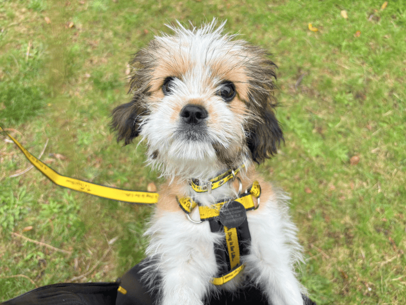 Teddy | Shih Tzu Cross | Dundee - 1