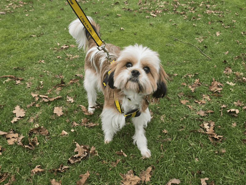 Teddy, a 9 months old male Shih Tzu available for adoption from Dogs Trust in Dundee, Scotland