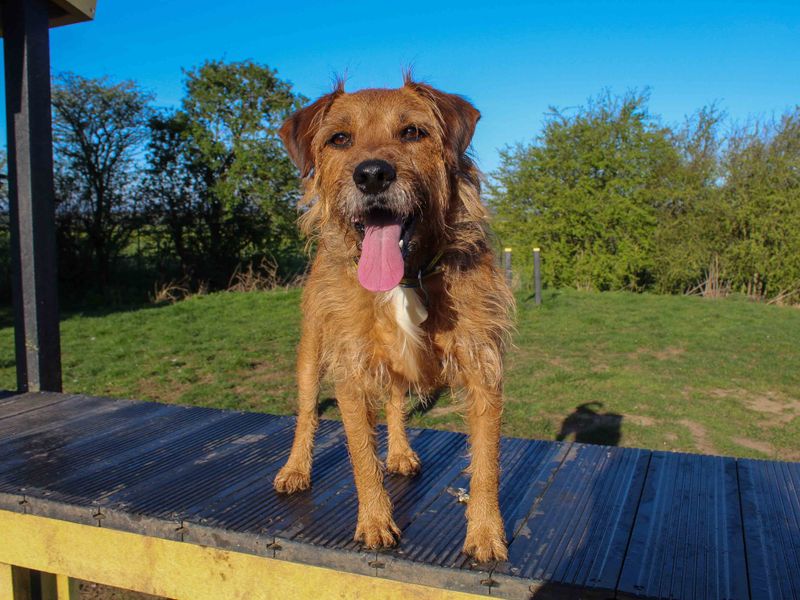 undefined | Terrier (Patterdale) | undefined - 5