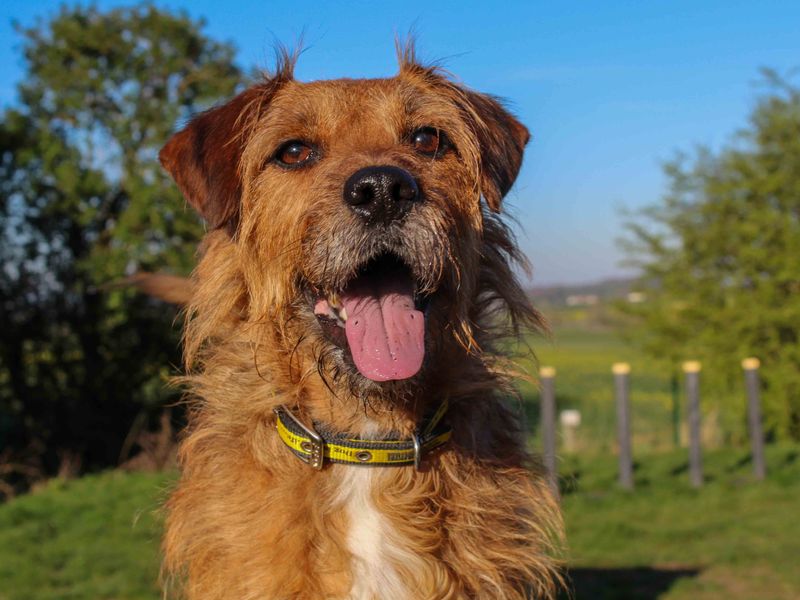 undefined | Terrier (Patterdale) | undefined - 3