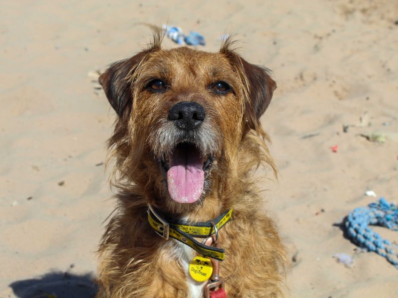 undefined | Terrier (Patterdale) | undefined - 2
