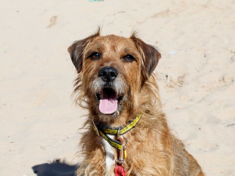 undefined | Terrier (Patterdale) | undefined - 6