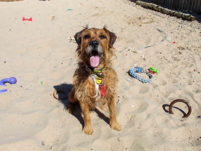 undefined | Terrier (Patterdale) | undefined - 7