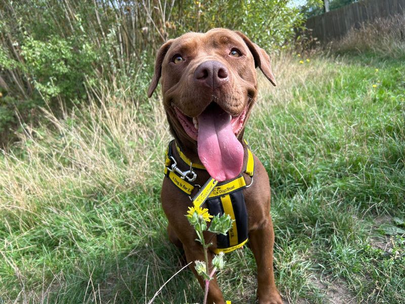 Cindy | Retriever (Labrador) | Basildon (Essex) - 1