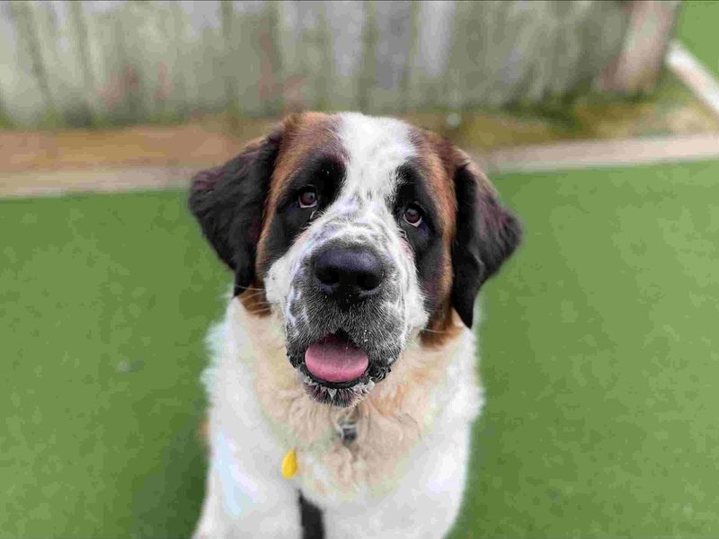 Dotty, a 4 years old female St Bernard available for adoption from Dogs Trust in Loughborough, Leicestershire