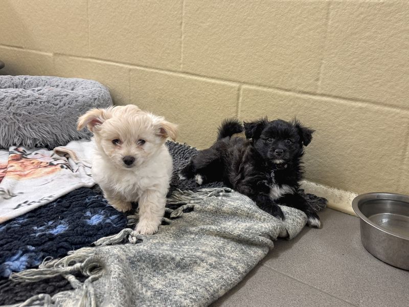 Haricot | Pomeranian Cross | Basildon (Essex) - 1