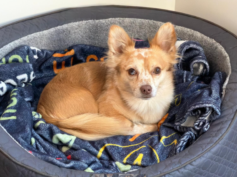 Jack Russell Terrier for adoption in Wymeswold, Leicestershire – 3 years old - Image 3 of 3