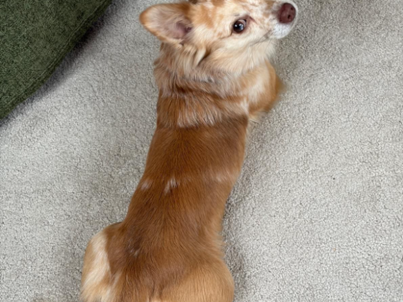 Timmy | Terrier (Jack Russell) Cross | Loughborough - 1