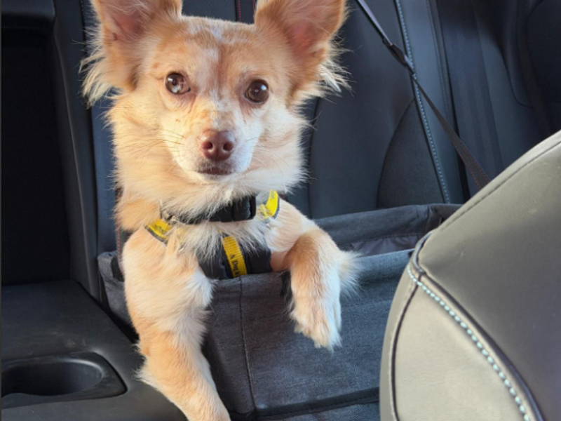 Jack Russell Terrier for adoption in Wymeswold, Leicestershire – 3 years old - Image 2 of 3