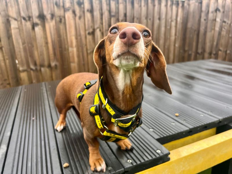 Darcy - Image 2 of 3