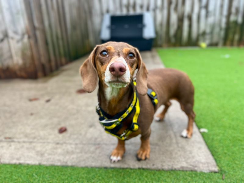 Dachshund for adoption in Cardiff, Glamorgan – 3 years old