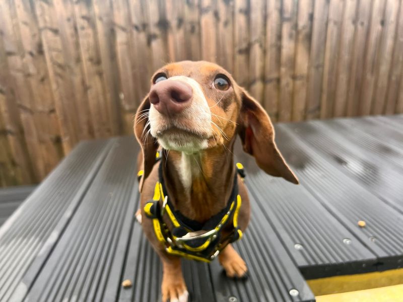 Darcy - Image 3 of 3