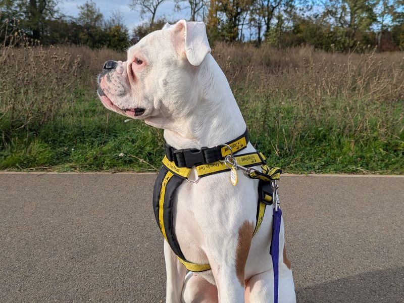 Boxer for adoption in Newbury, Berks – 4 years old