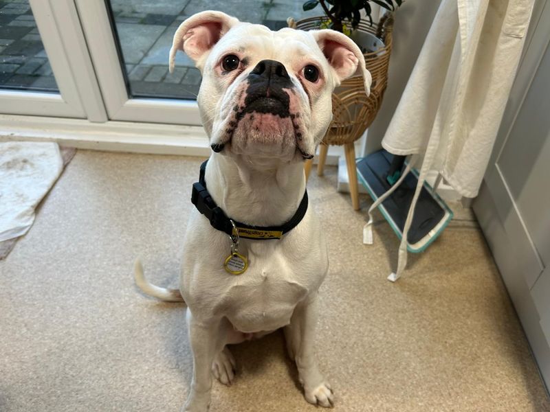 Boxer for adoption in Newbury, Berks – 4 years old - Image 2 of 2