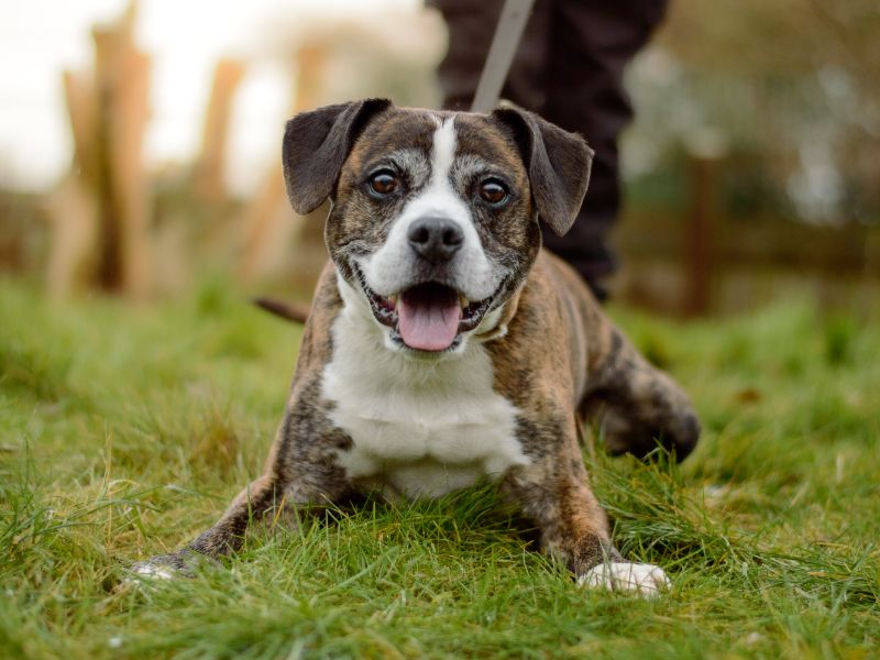 Staffordshire Bull Terrier for adoption in Kenilworth, Warwickshire – 9 years old - Image 4 of 5