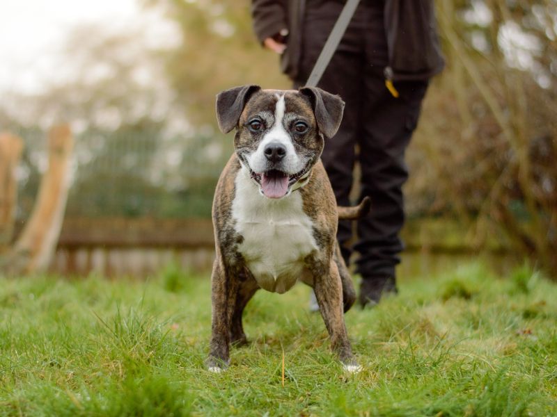 Staffordshire Bull Terrier for adoption in Kenilworth, Warwickshire – 9 years old - Image 5 of 5