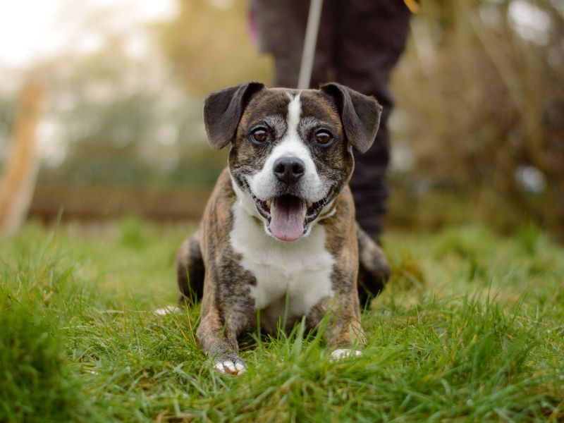 Chase | Terrier (Staffordshire Bull) Cross | Kenilworth (West Midlands) - 1