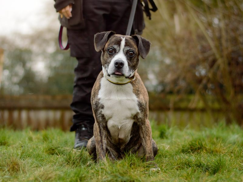 Staffordshire Bull Terrier for adoption in Kenilworth, Warwickshire – 9 years old - Image 2 of 5