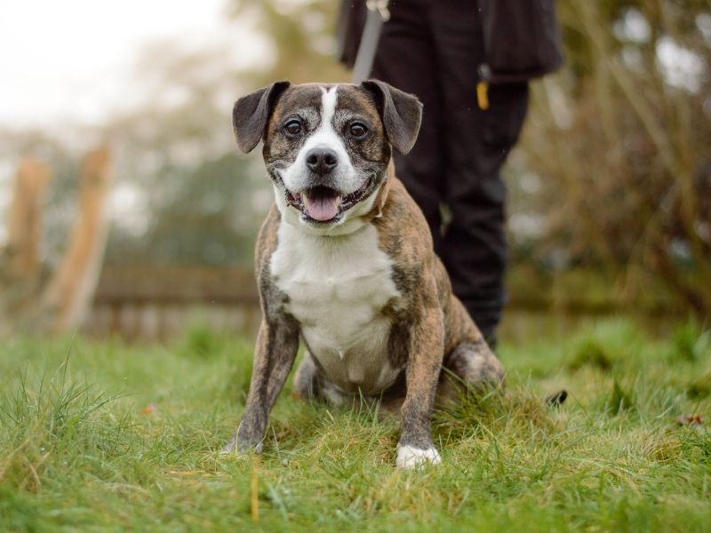 Staffordshire Bull Terrier for adoption in Kenilworth, Warwickshire – 9 years old - Image 3 of 5