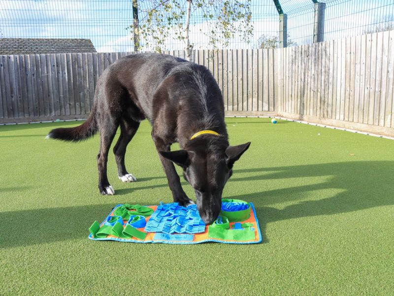 German Shepherd for adoption in Evesham, Worcestershire – 5 years old - Image 4 of 4