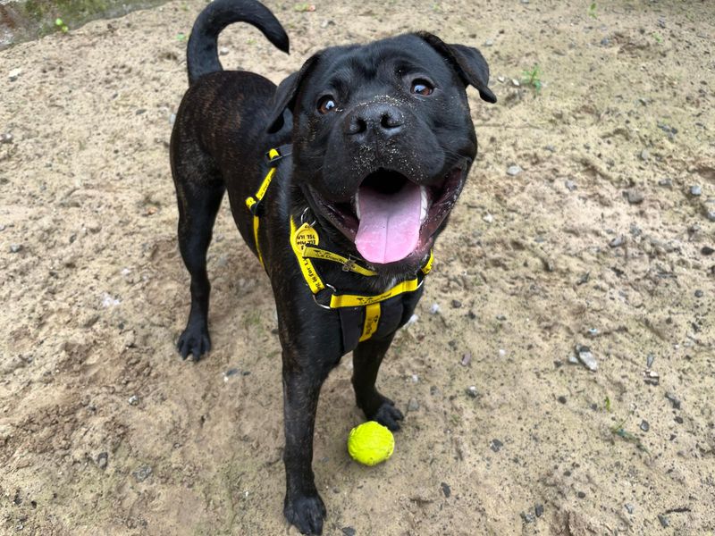 Staffordshire Bull Terrier for adoption in Glasgow, Scotland – 9 months old