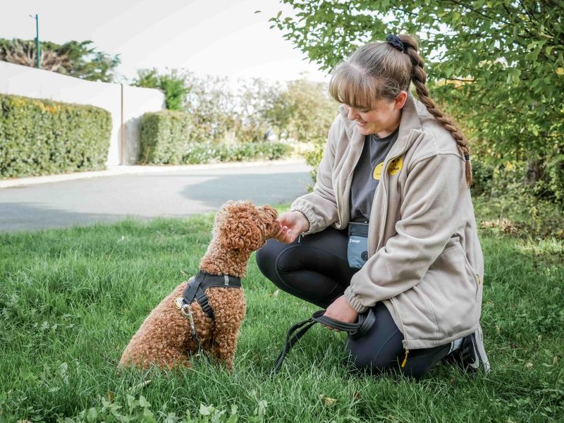 Cocker Spaniel for adoption in Wymeswold, Leicestershire – 1 year old