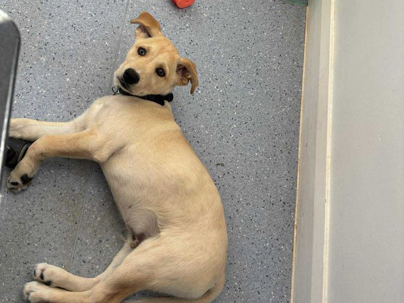 Golden Retriever for adoption in Newton Tony, Wiltshire – 10 weeks old