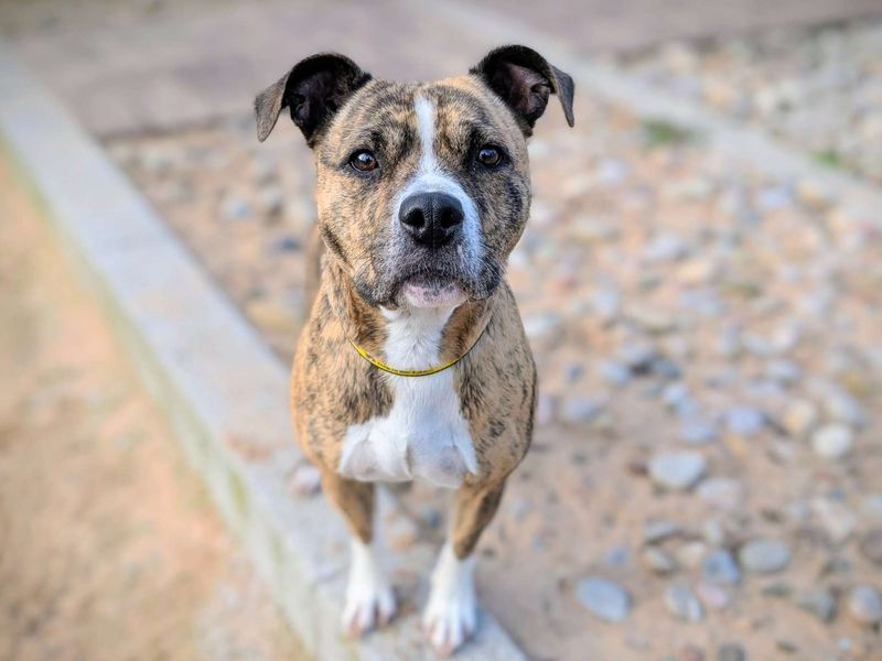 Staffordshire Bull Terrier for adoption in Cardiff, Glamorgan – 4 years old - Image 4 of 5