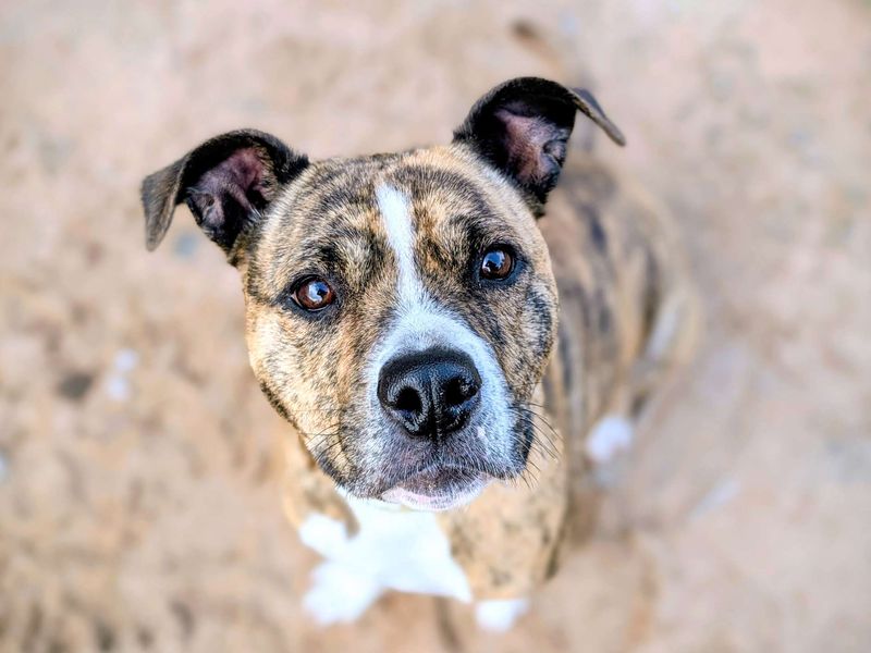 Staffordshire Bull Terrier for adoption in Cardiff, Glamorgan – 4 years old