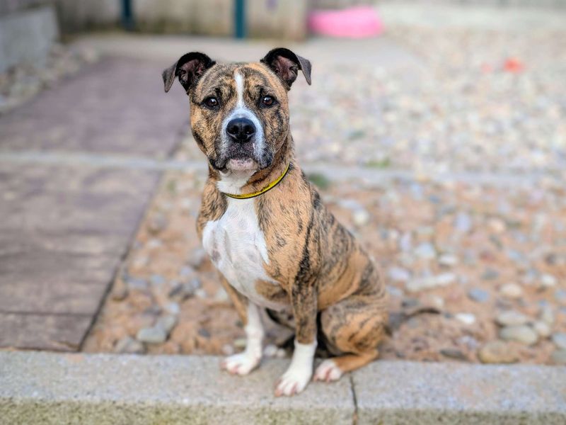 Staffordshire Bull Terrier for adoption in Cardiff, Glamorgan – 4 years old - Image 2 of 5