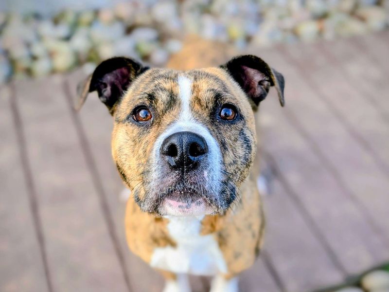 Staffordshire Bull Terrier for adoption in Cardiff, Glamorgan – 4 years old - Image 3 of 5