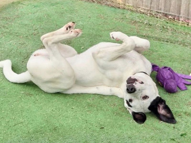 Mastiff for adoption in Uxbridge, London – 11 months old