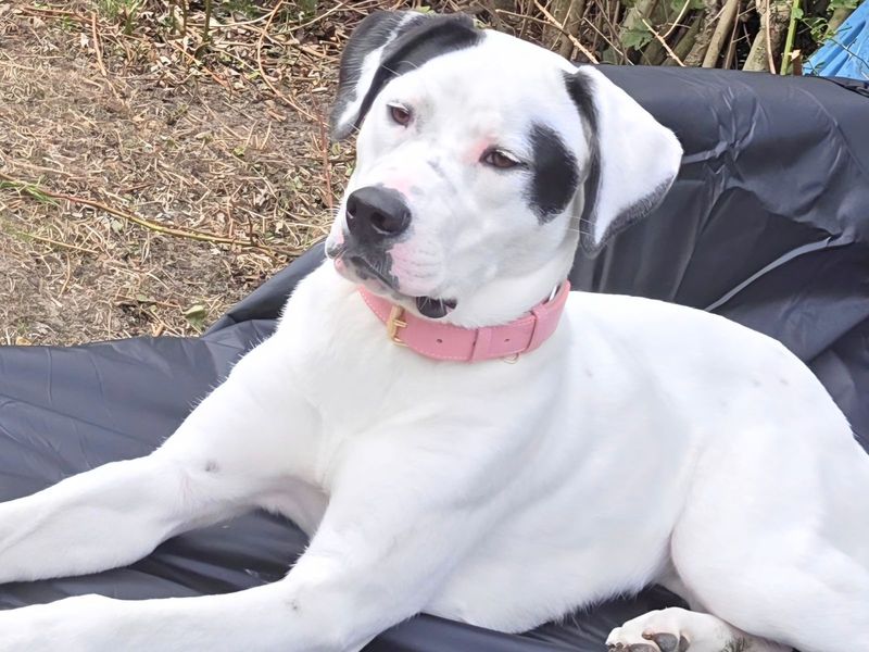 Mastiff for adoption in Uxbridge, London – 11 months old - Image 2 of 3